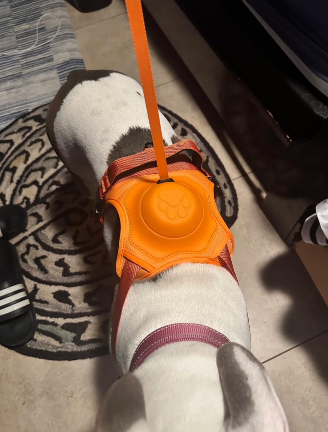 Customer photo review of DoggyKings™ 3 in 1 Dog Harness with Built-In Leash