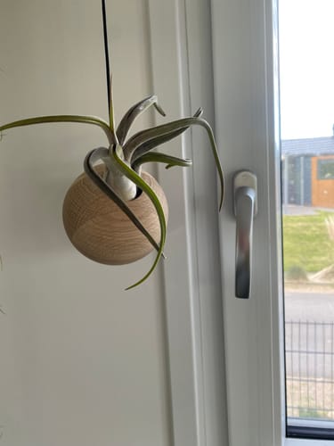 Customer photo review of Tilly Xylo Globus