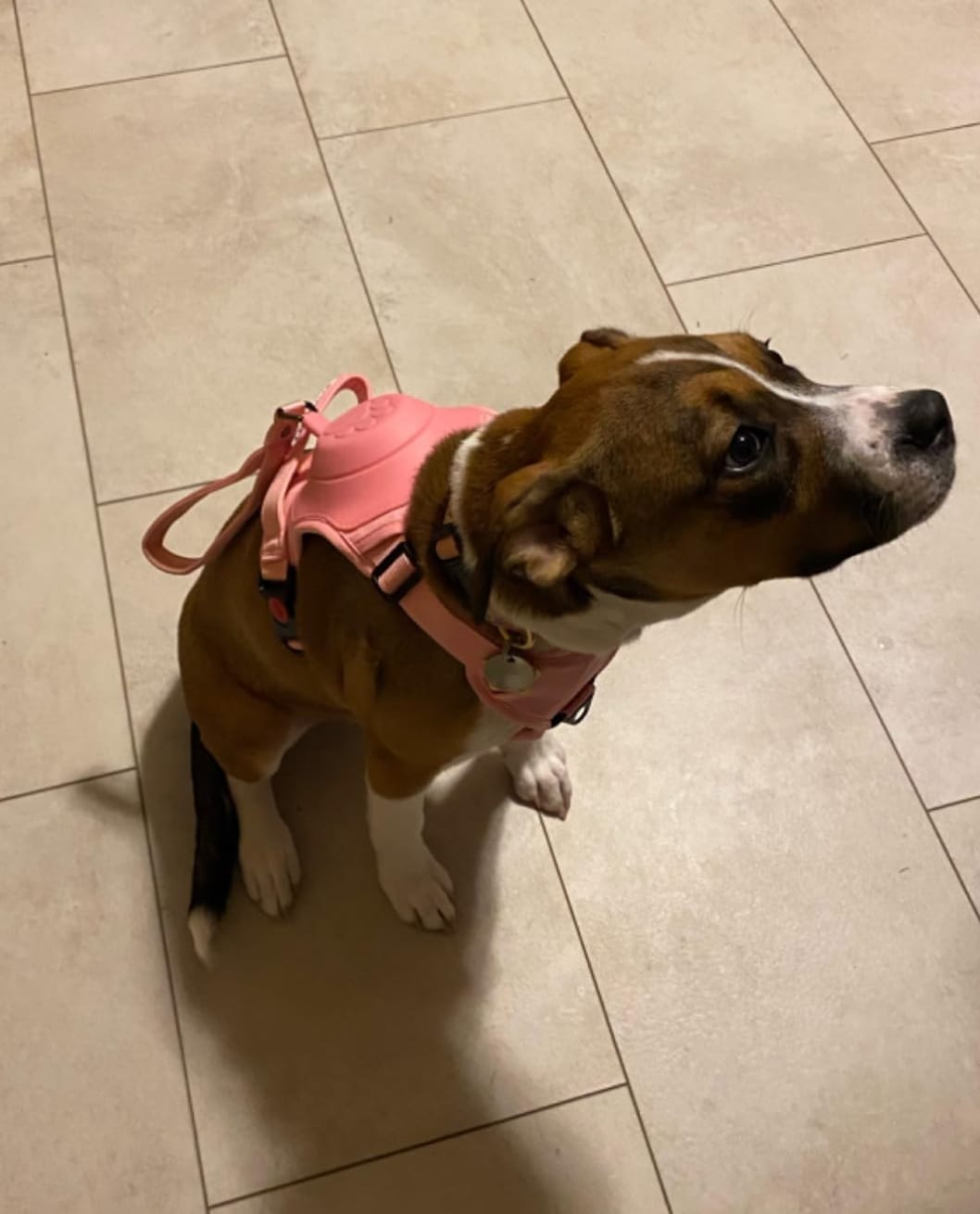 Customer photo review of DoggyKings™ 3 in 1 Dog Harness with Built-In Leash