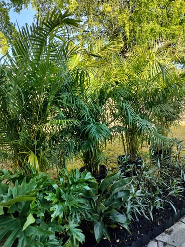 Customer photo review of Areca Palm