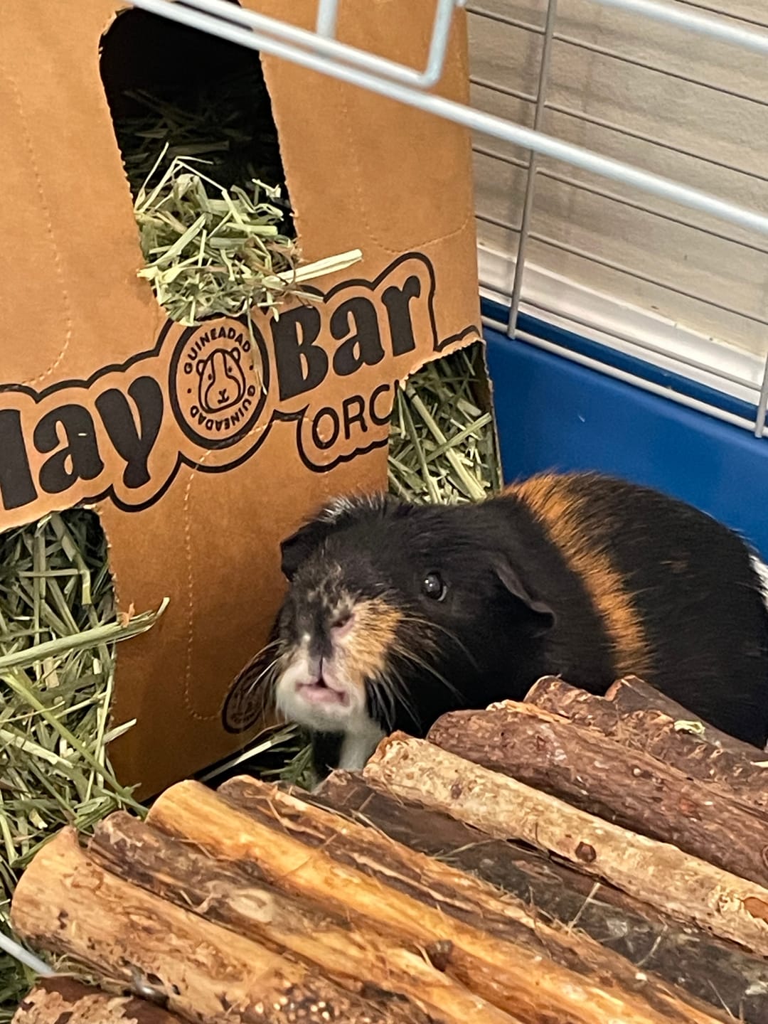 Customer photo review of Timothy Hay Bar for Guinea Pigs (5 Pack)