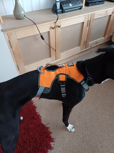 Customer photo review of Sighthound Escape Proof Harness