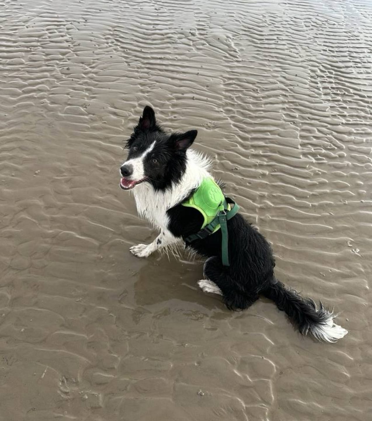Customer photo review of DoggyKings™ 3 in 1 Dog Harness with Built-In Leash