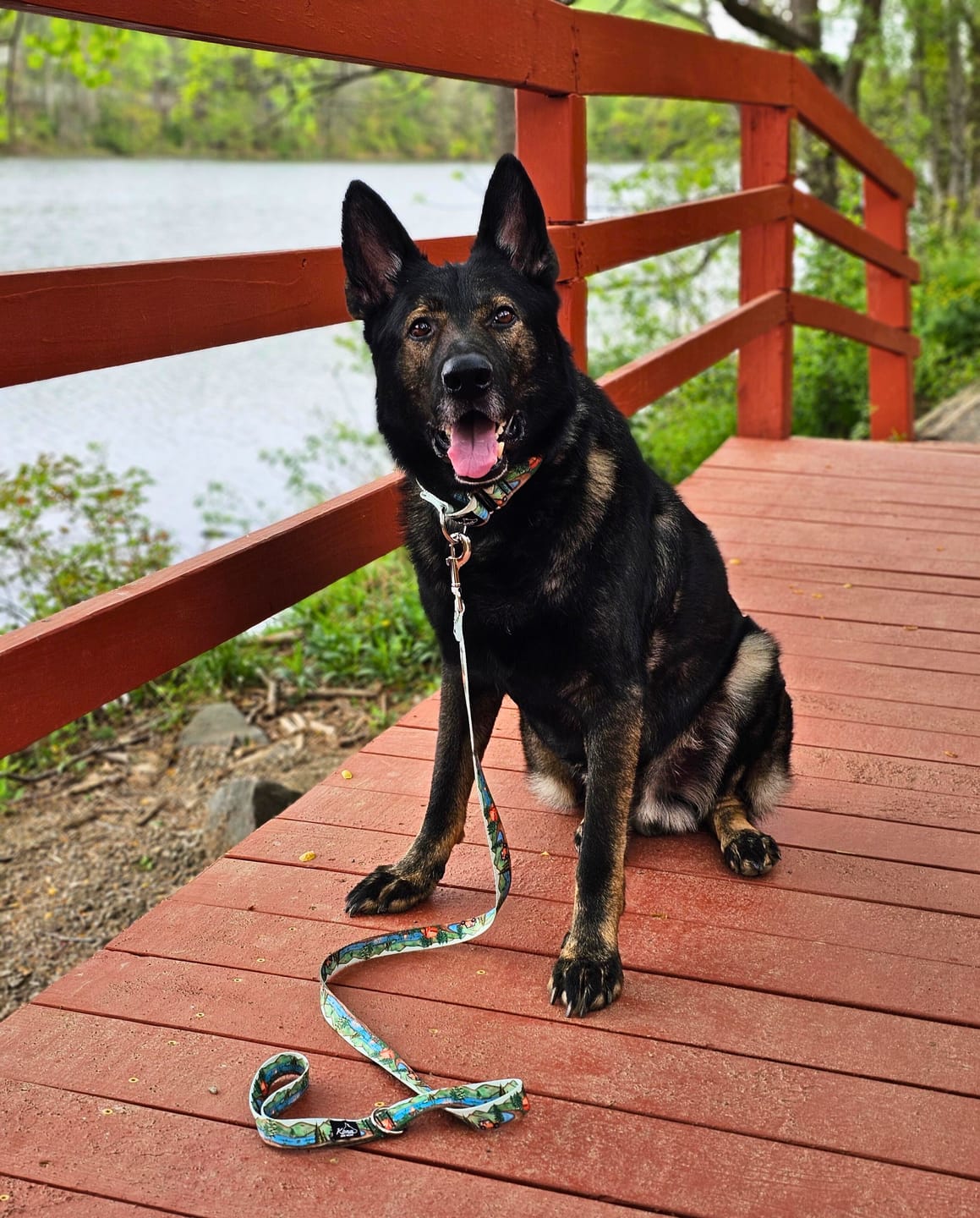 Customer photo review of Wolf Peak Martingale Collar