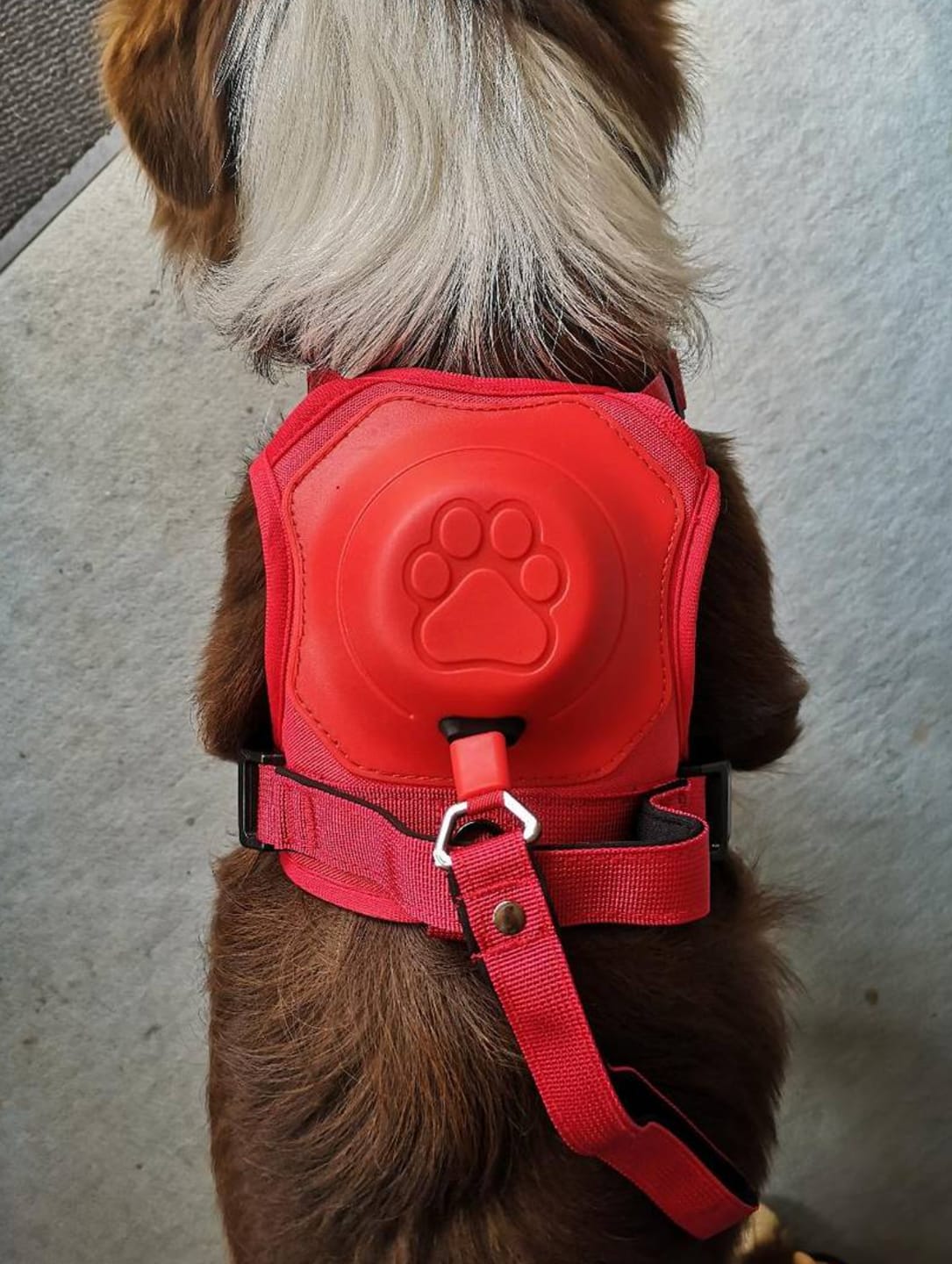 Customer photo review of DoggyKings™ 3 in 1 Dog Harness with Built-In Leash