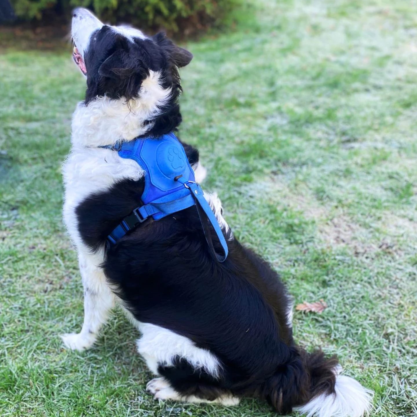 Customer photo review of DoggyKings™ 3 in 1 Dog Harness with Built-In Leash