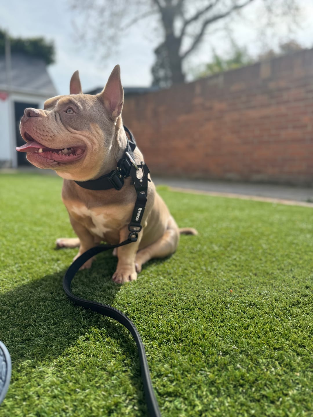 Customer photo review of Performance collar with handle 4CM - Black