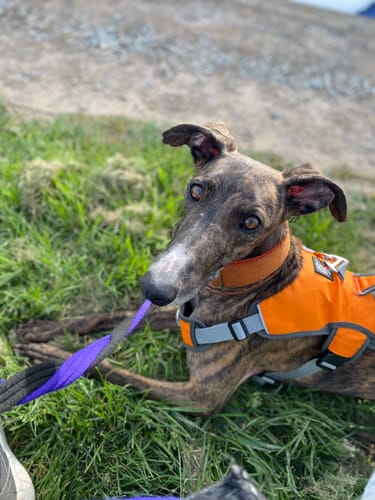 Customer photo review of Sighthound Escape Proof Harness