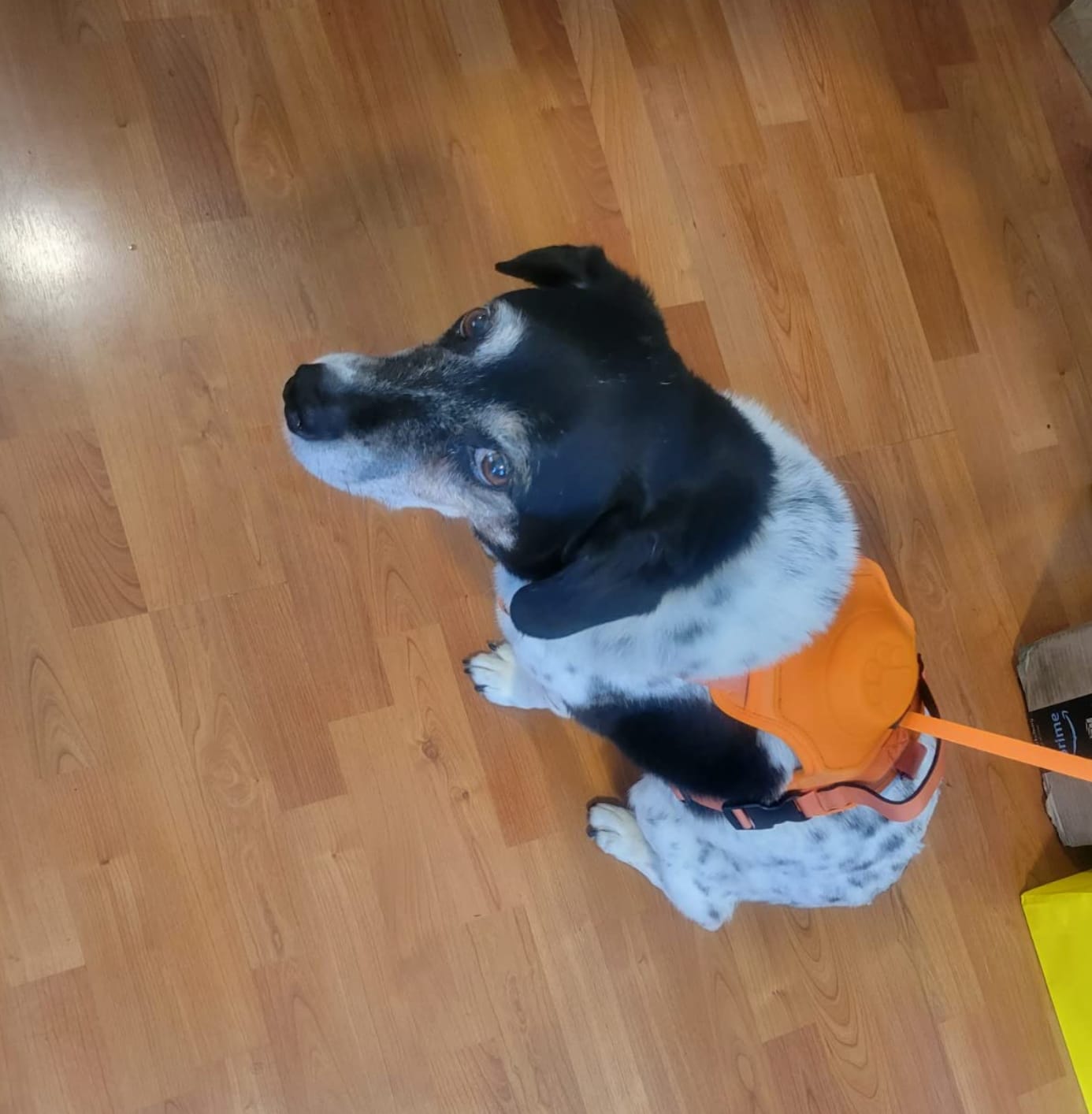 Customer photo review of DoggyKings™ 3 in 1 Dog Harness with Built-In Leash