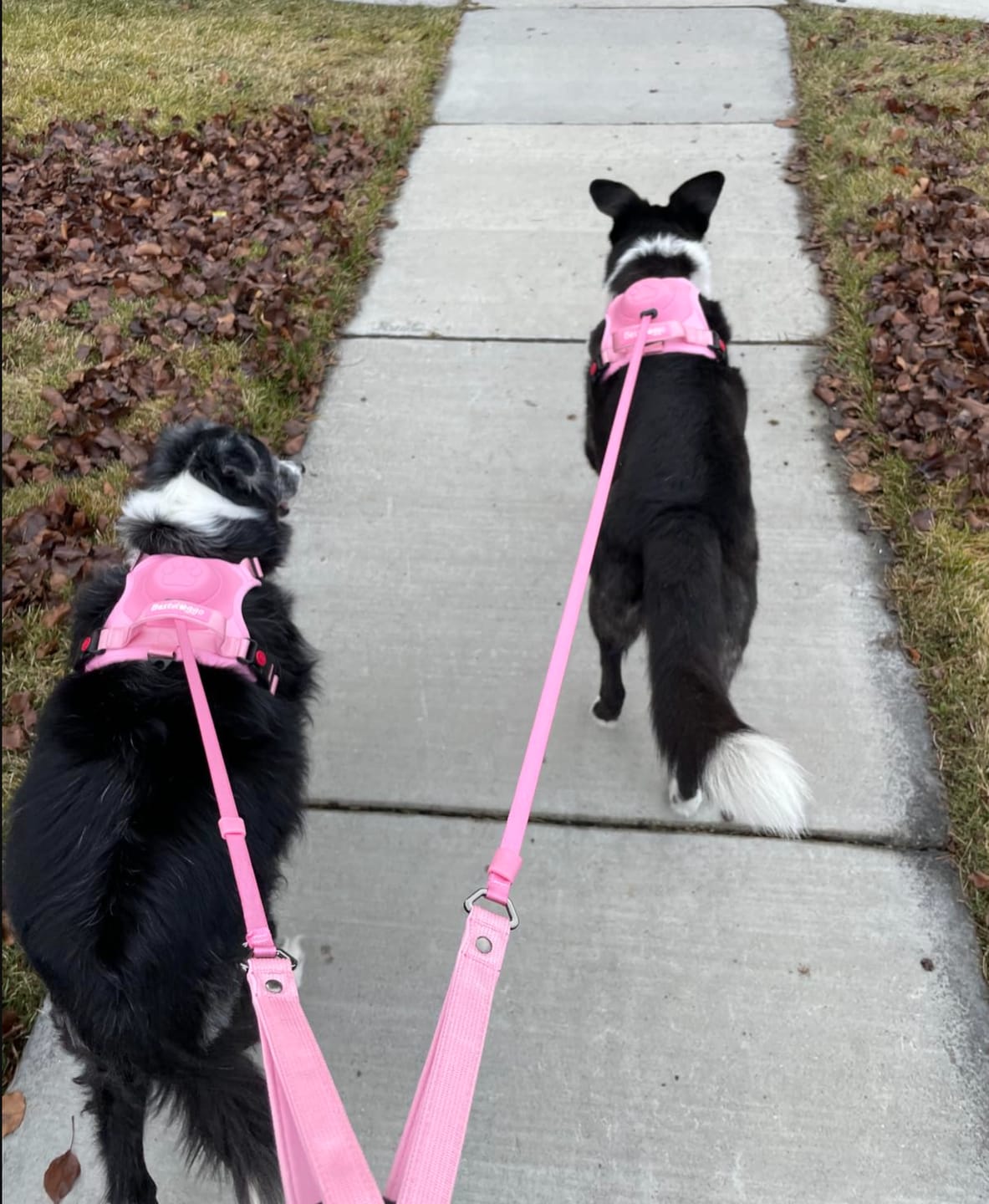 Customer photo review of DoggyKings™ 3 in 1 Dog Harness with Built-In Leash
