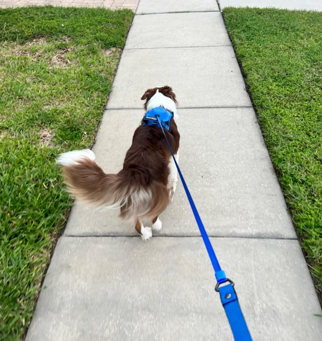 Customer photo review of DoggyKings™ 3 in 1 Dog Harness with Built-In Leash