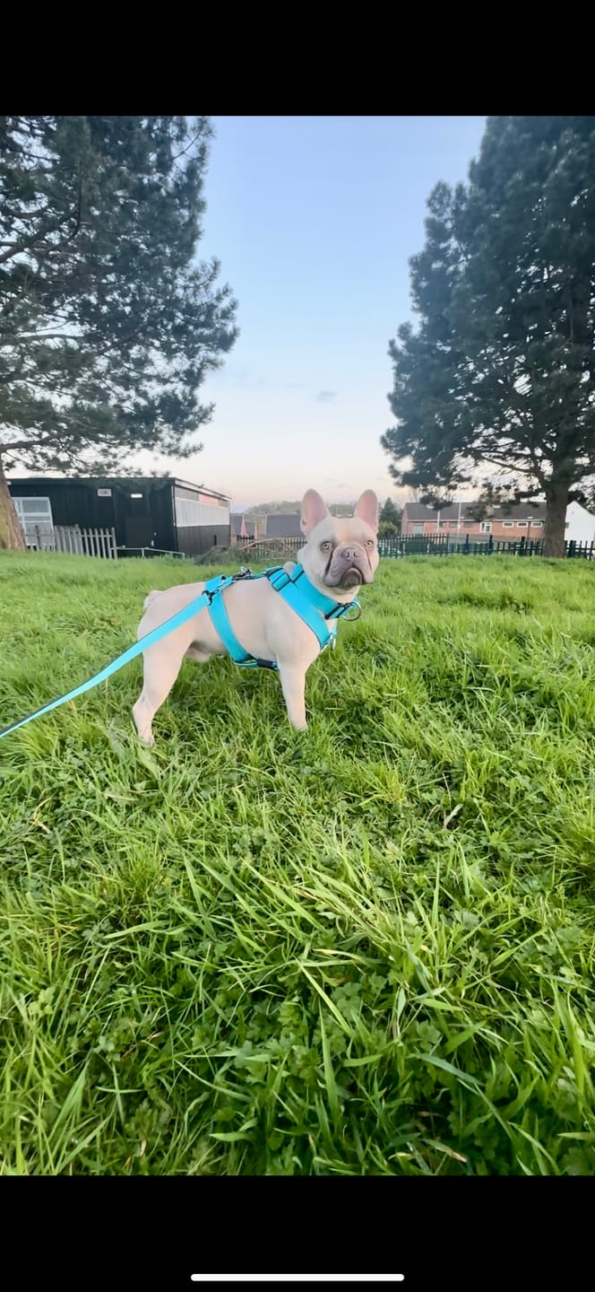 Customer photo review of TRI-Harness® | Anti-Pull, Adjustable & Durable - Dog Trainers Choice -  Light Blue v2.0