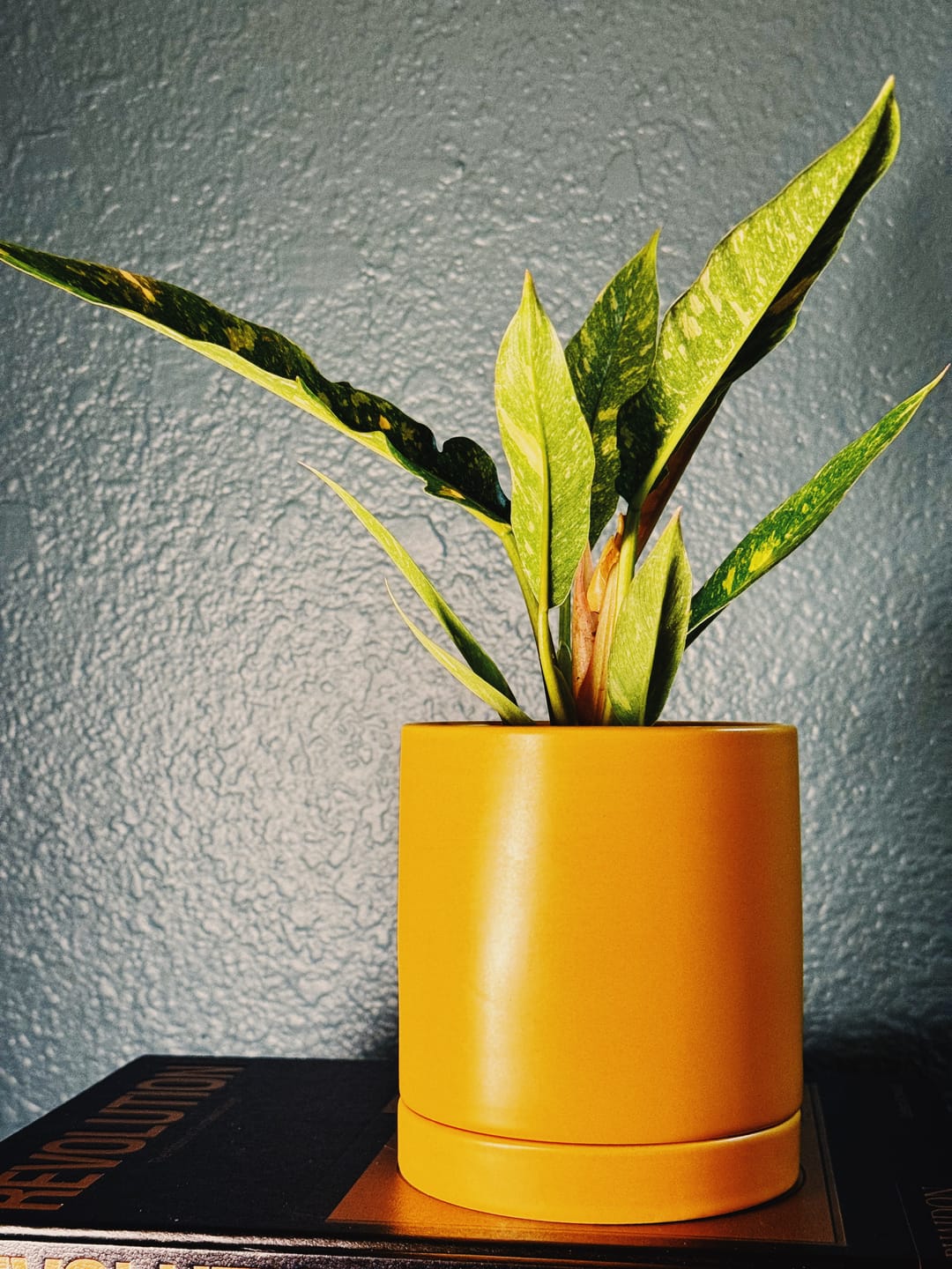 Customer photo review of Philodendron ‘Ring of Fire’