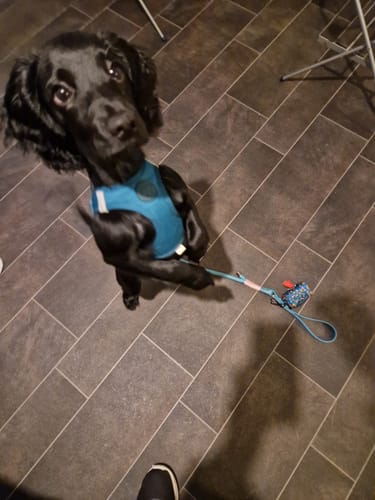 Customer photo review of Pawsome Pup Harness - Emerald