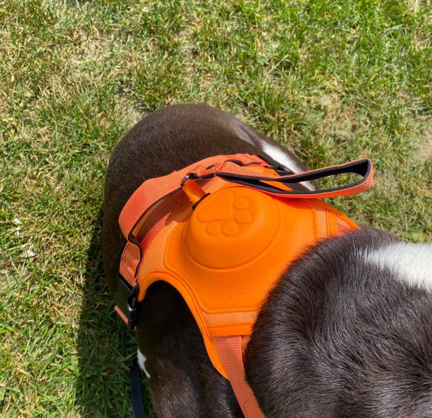 Customer photo review of DoggyKings™ 3 in 1 Dog Harness with Built-In Leash