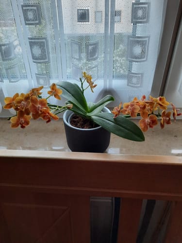 Customer photo review of Bonsai Duftorchidee Citrus mit orangefarbenen Blüten, Keramik und 3+ Stielen