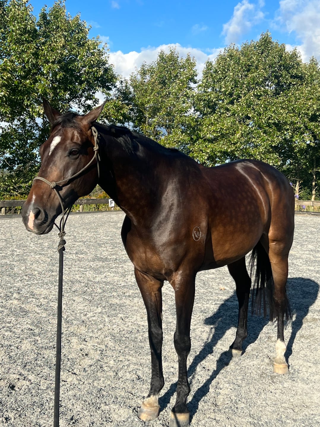 Customer photo review of Digestive HP