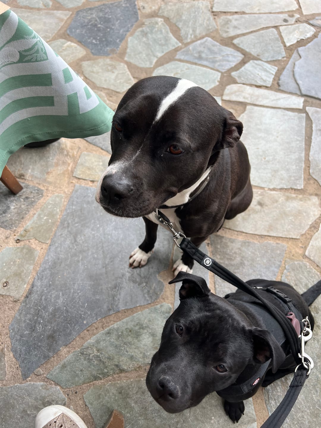 Customer photo review of Double Ended Training Leash | All Breeds - Durable & Soft 2m Leash - Black