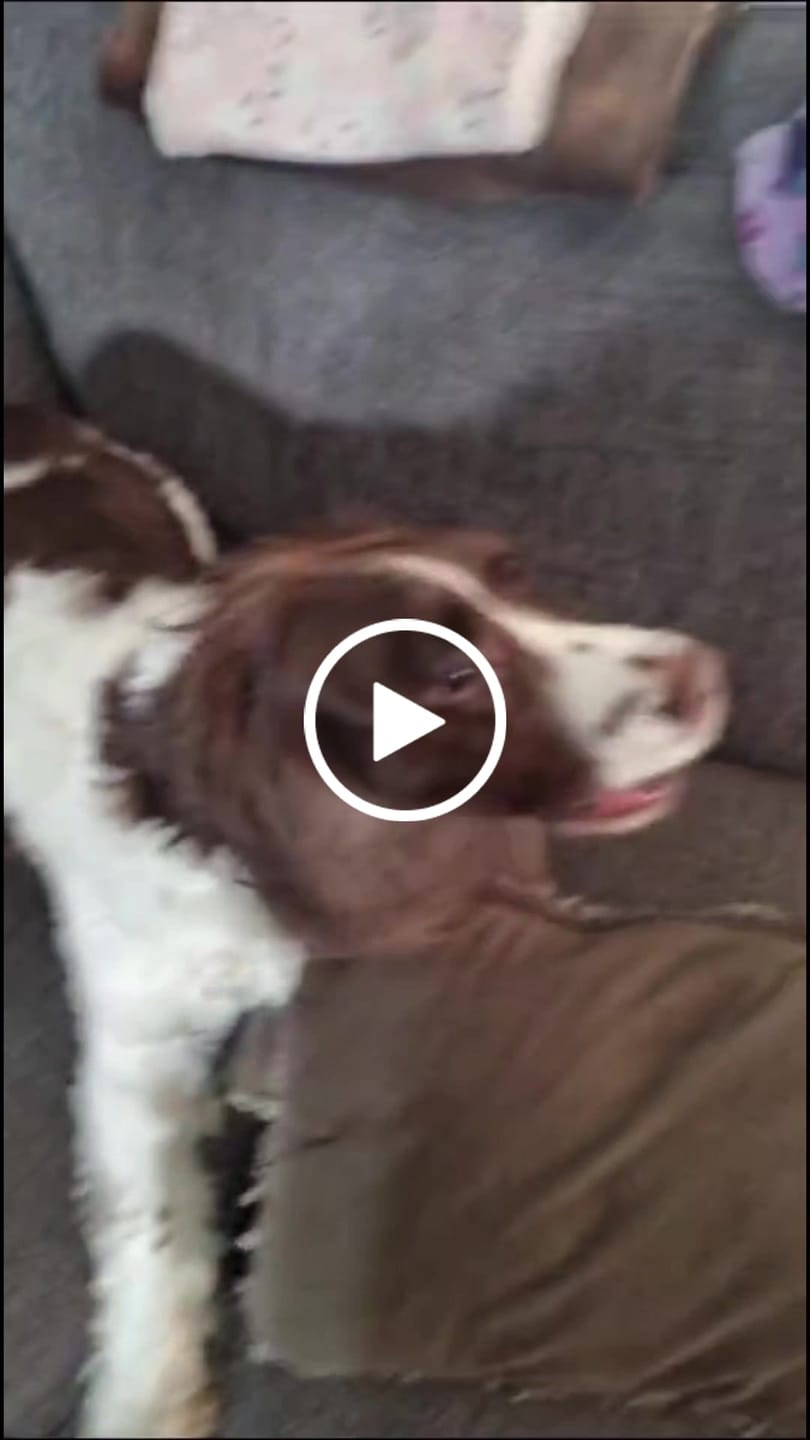 Customer video review of Calming Soft Chews for Dogs - Helps Reduce Stress & Tension