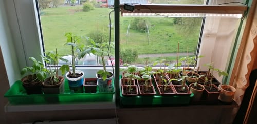 Customer photo review of Pflanzenlampe mit Vollspektrum LED "FLORABOOSTER 200"