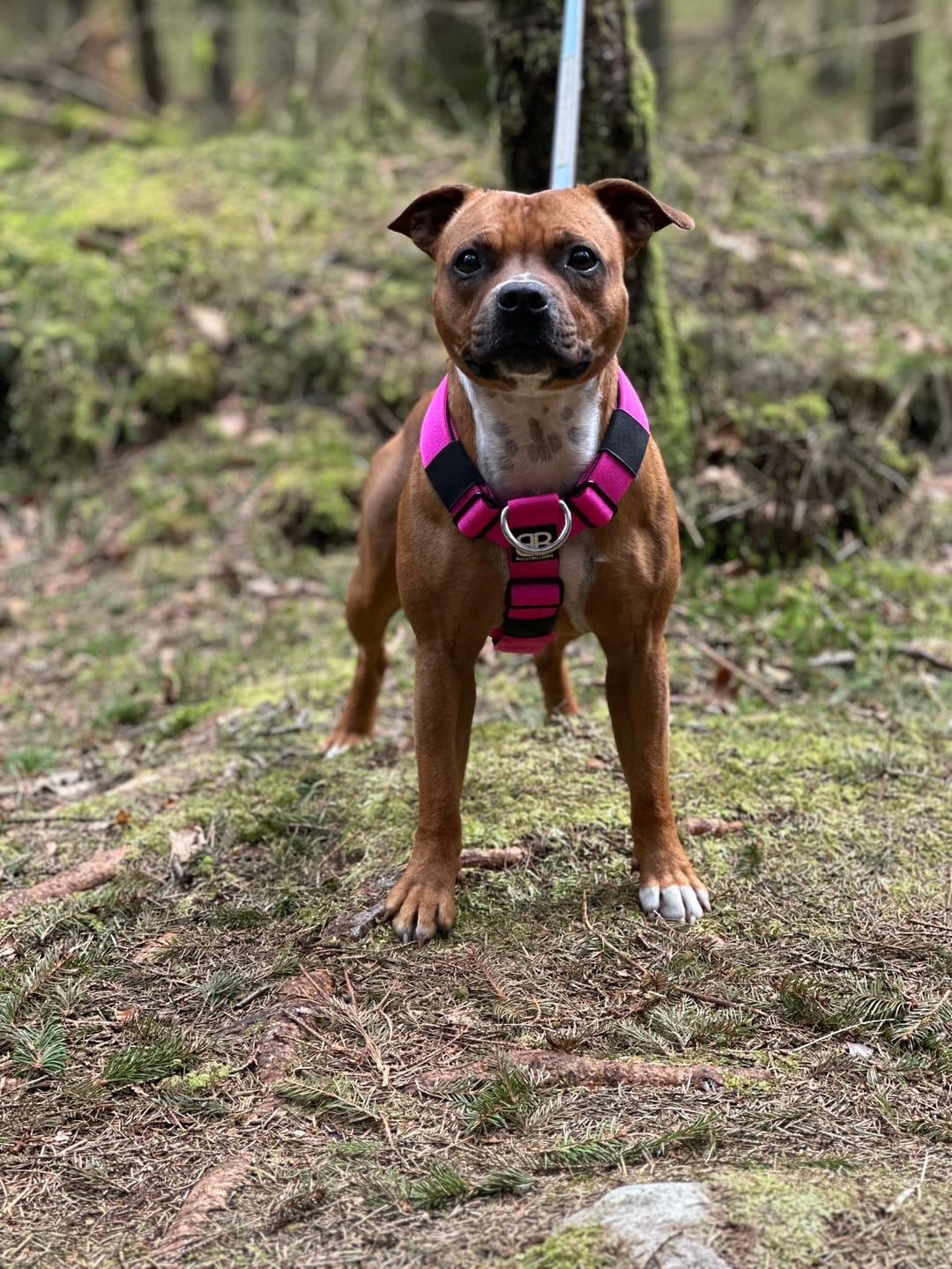 Customer photo review of TRI-Harness® | Anti-Pull, Adjustable & Durable - Dog Trainers Choice - Magenta v2.0