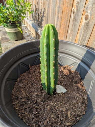 Customer photo review of San Pedro Cactus | Echinopsis (Trichocereus) pachanoi