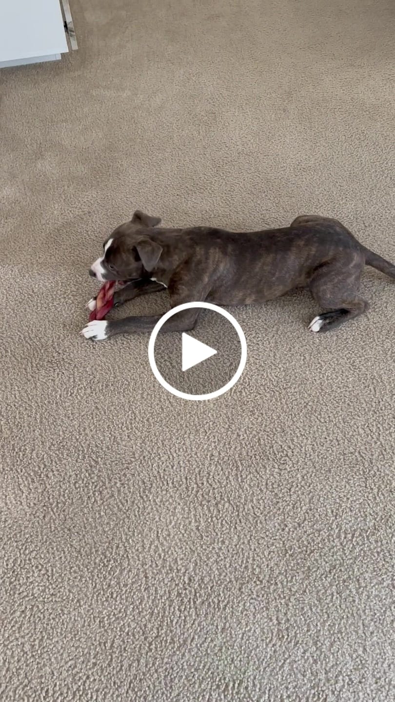 Customer video review of 6 Inch Jumbo Braided Bully Stick