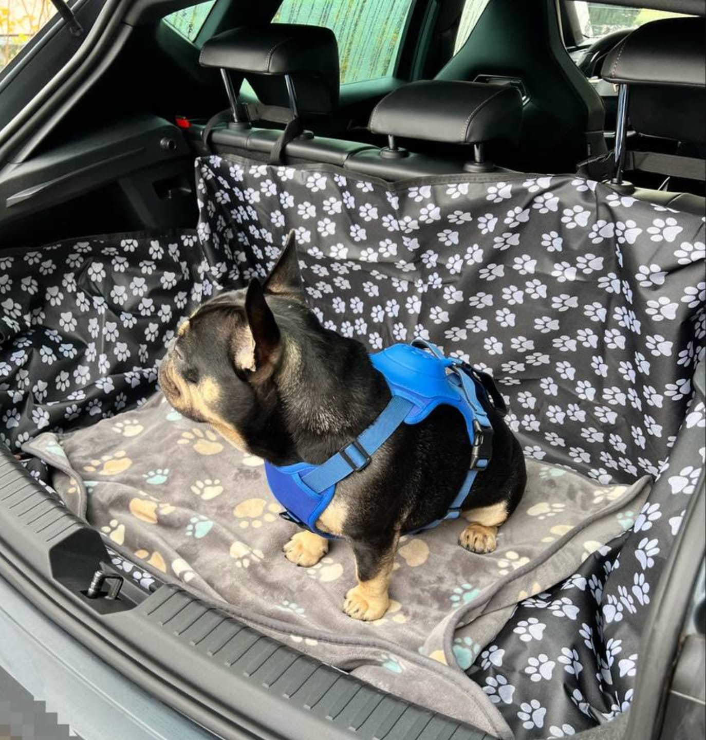 Customer photo review of DoggyKings™ 3 in 1 Dog Harness with Built-In Leash