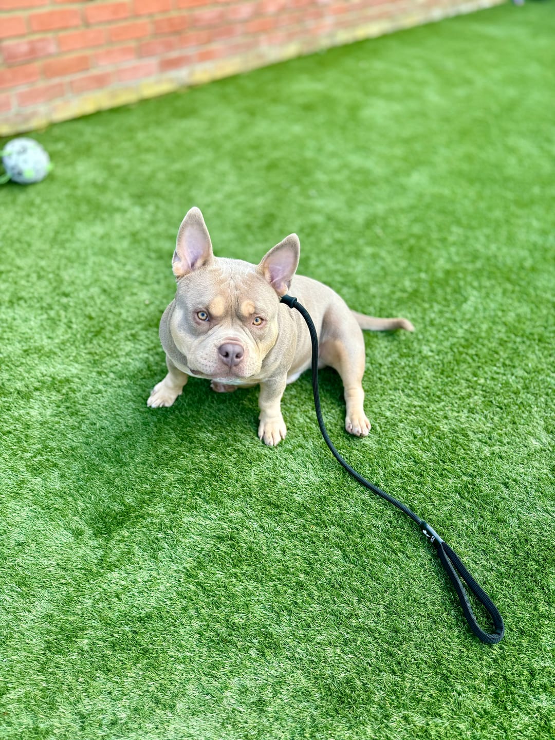 Customer photo review of Slip rope lead - Black