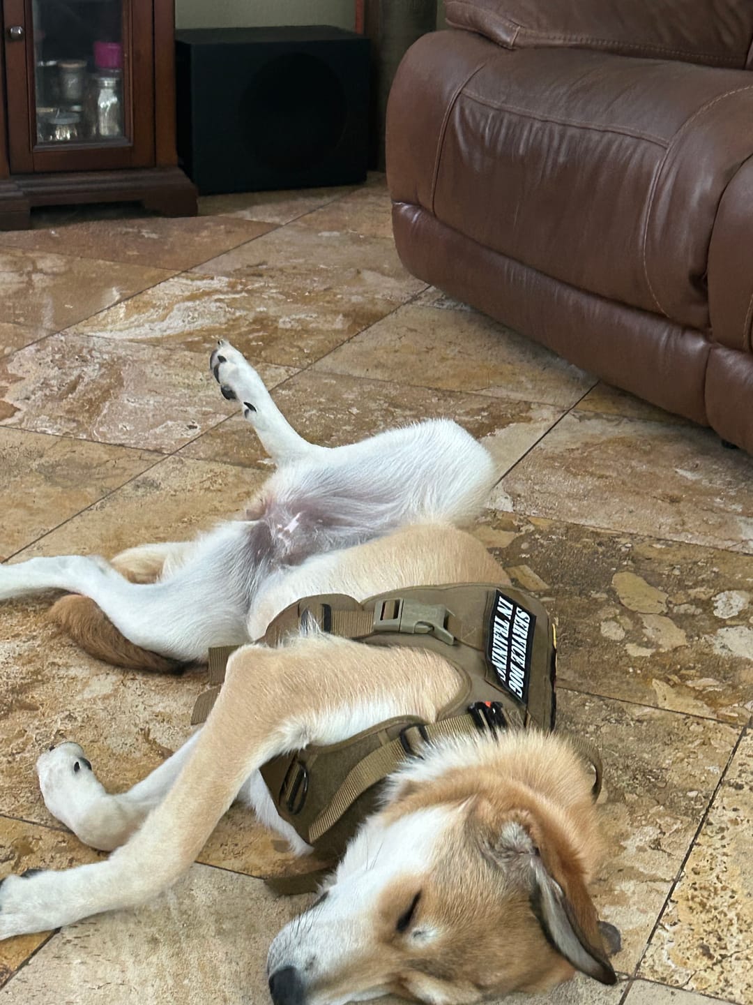 Customer photo review of Hook & Loop Patch Variety Bundle For Harness (Pack of 12)