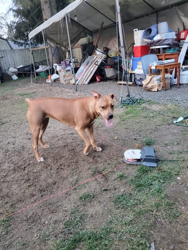 A verified buyer's dog with SwiftPaws