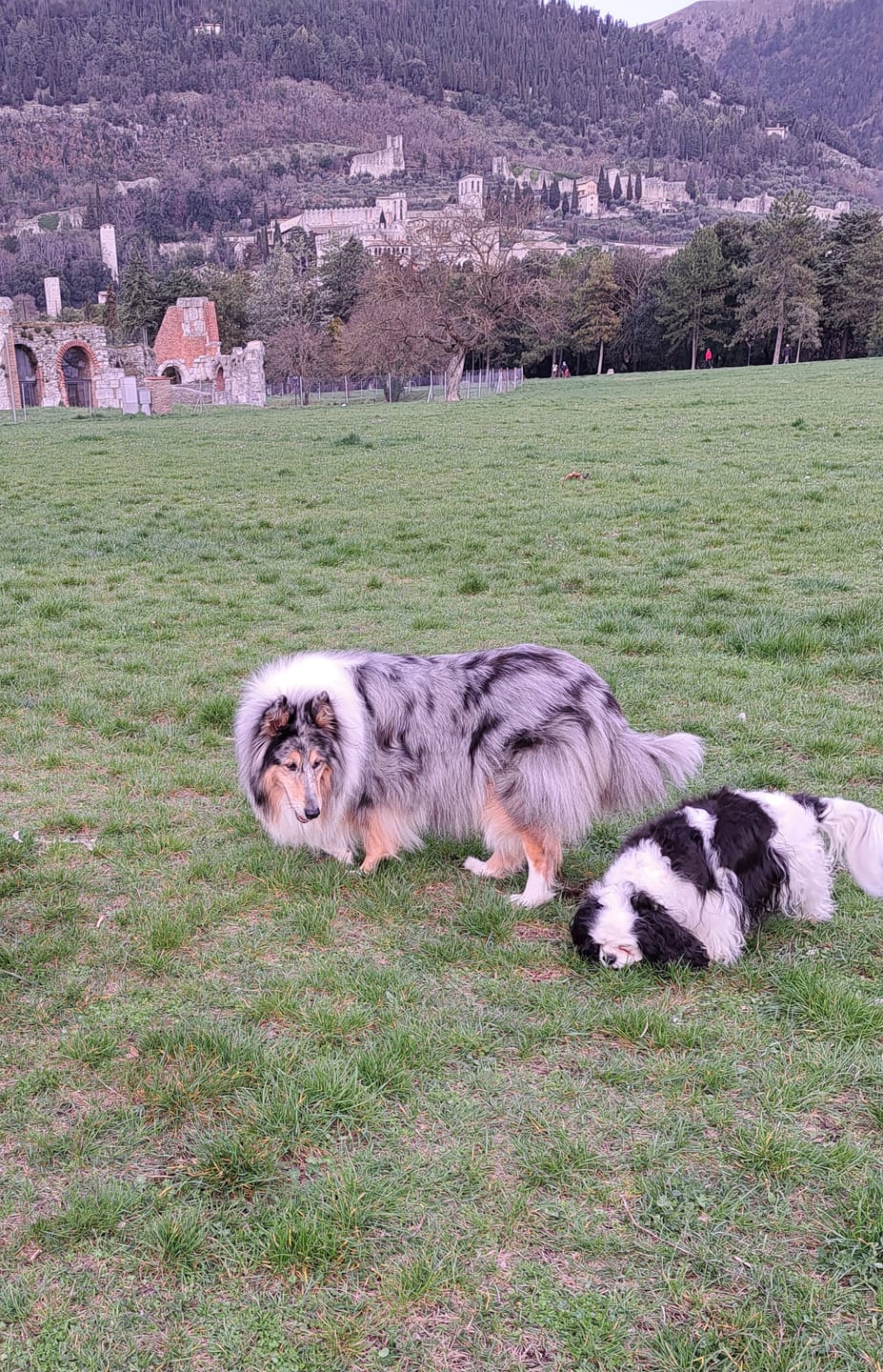 Customer photo review of LEGART POWER (60 cpr) - Forza e vitalità nel cane