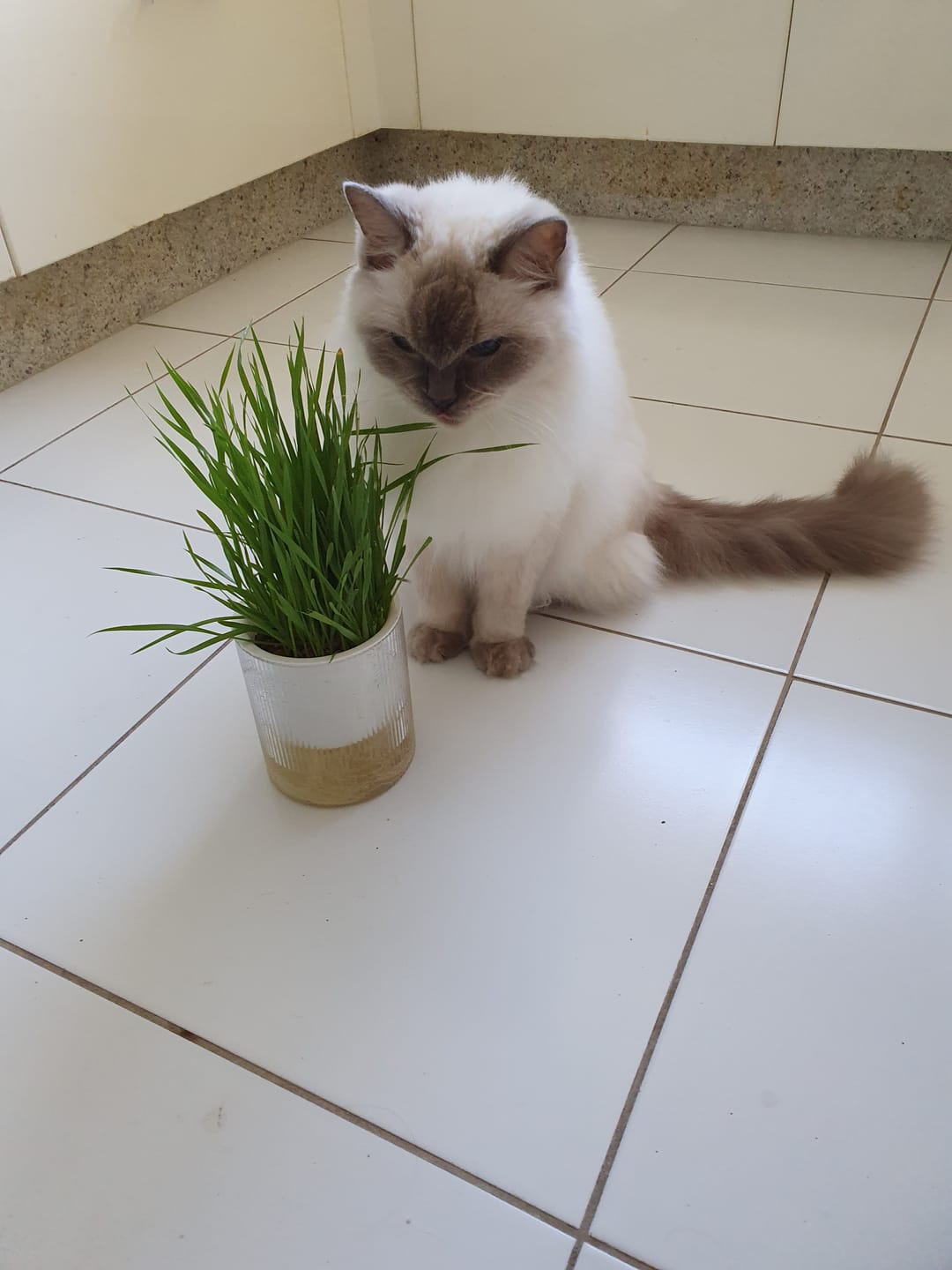 Customer photo review of Michu Cat Grass Seed Replacement Pack - The Ultimate Solution for Lush and Healthy Cat Grass Growth in Australia