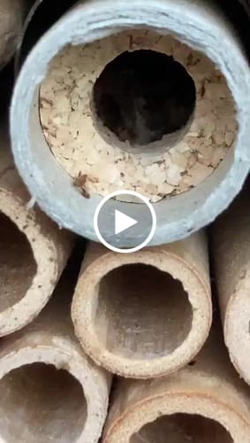 Customer video review of BeeHome Classic