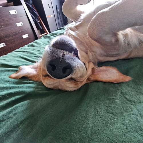 Customer photo review of Manuka Dog Balm