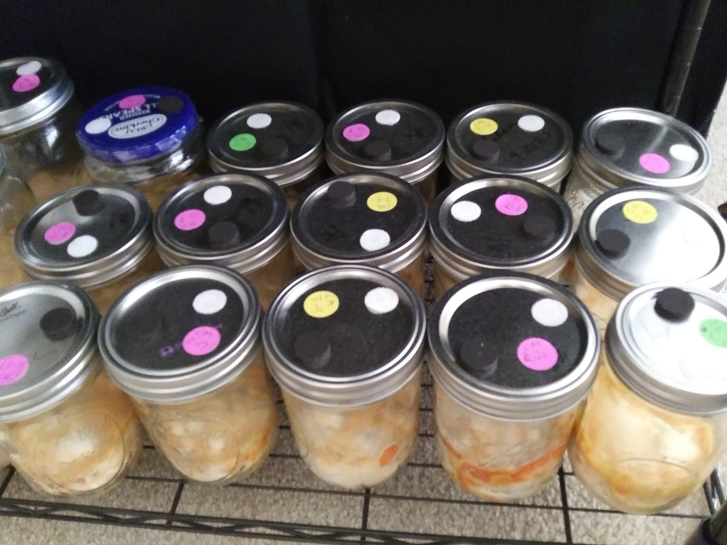 Customer photo review of Adherable Injection Ports For Plant & Mushroom Tissue Culture