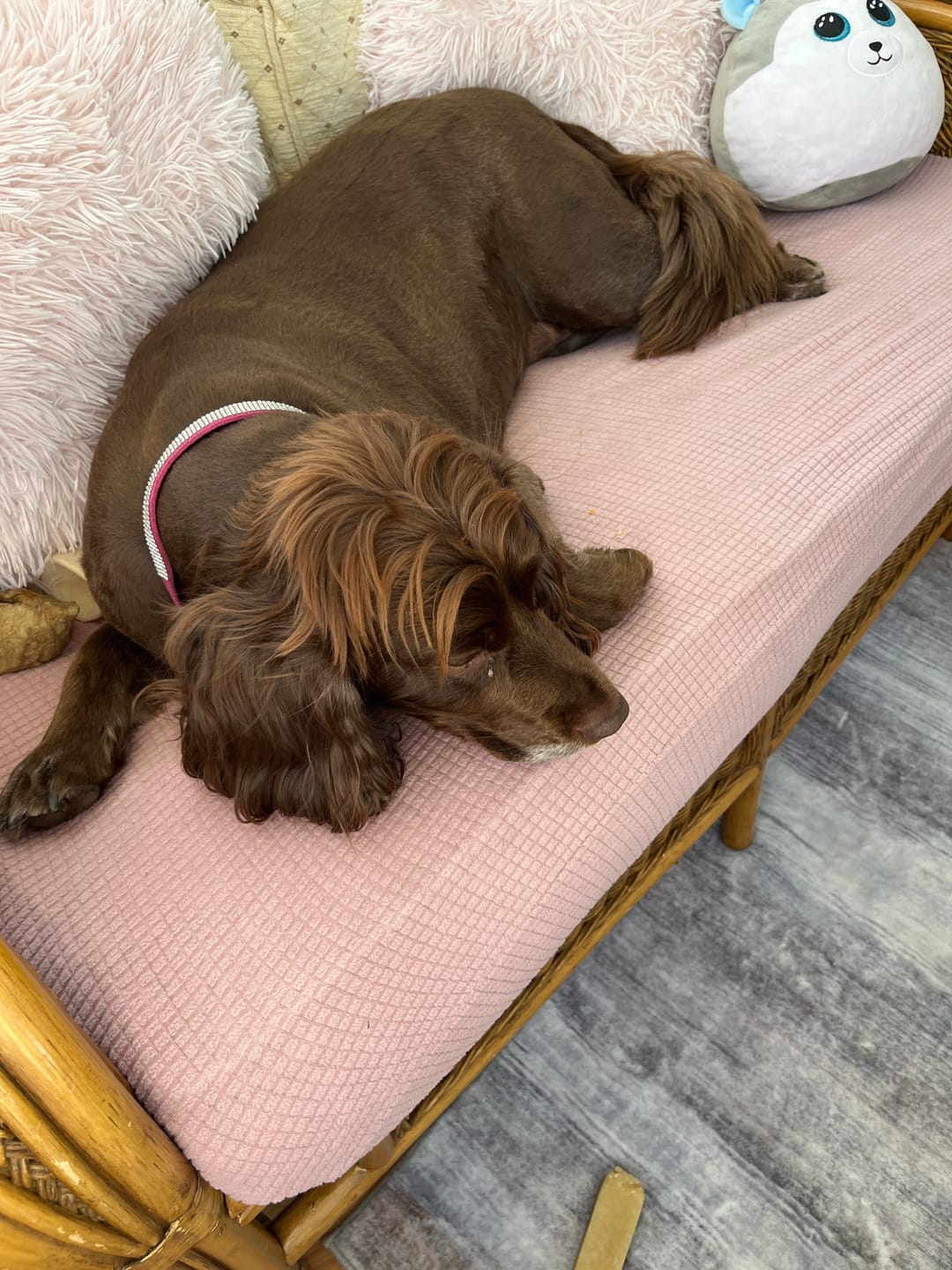 Customer photo review of Total Calm Tablets For Dogs