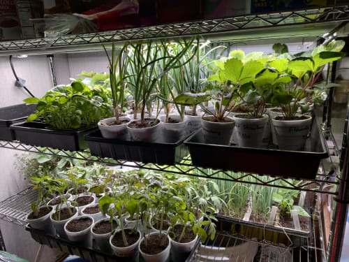 Customer photo review of FGI 4’ 20W LED grow light set for clones and seedlings. Linkable.