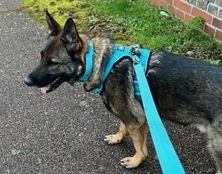 Customer photo review of Premium Comfort Harness | Non Restrictive & Adjustable - Light Blue