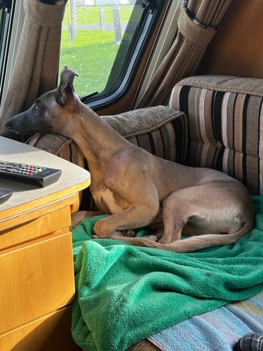 Customer photo review of Fluffy Fleece Pet Blanket