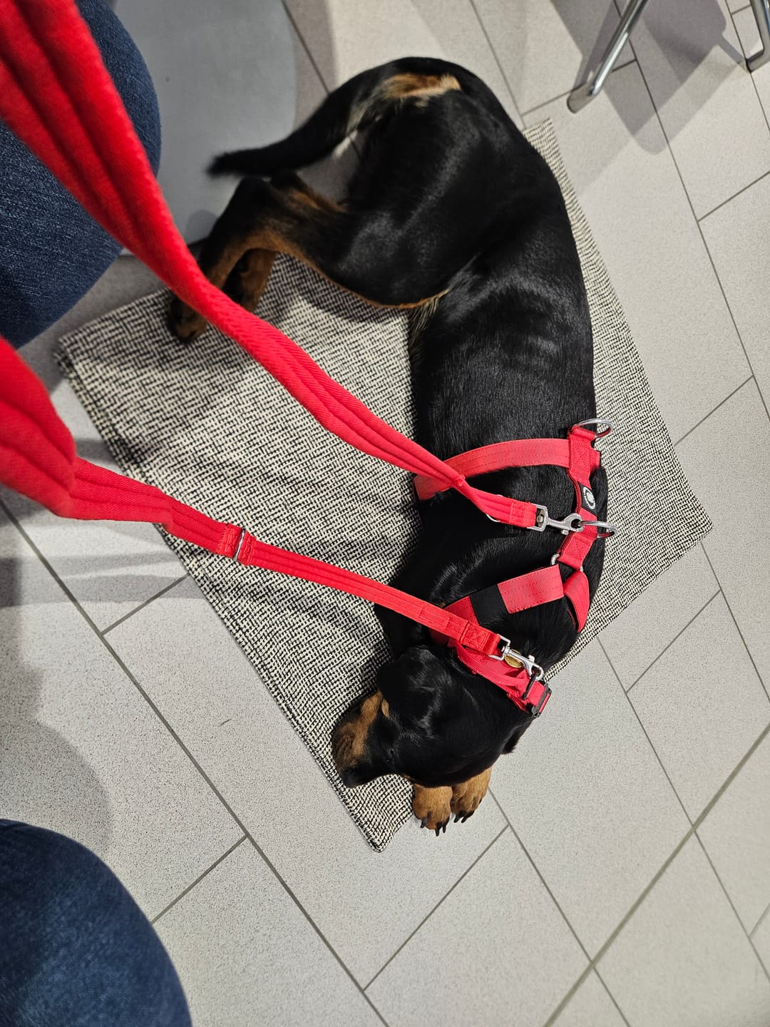 Customer photo review of TRI-Harness® | Anti-Pull, Adjustable & Durable - Dog Trainers Choice - Red v2.0
