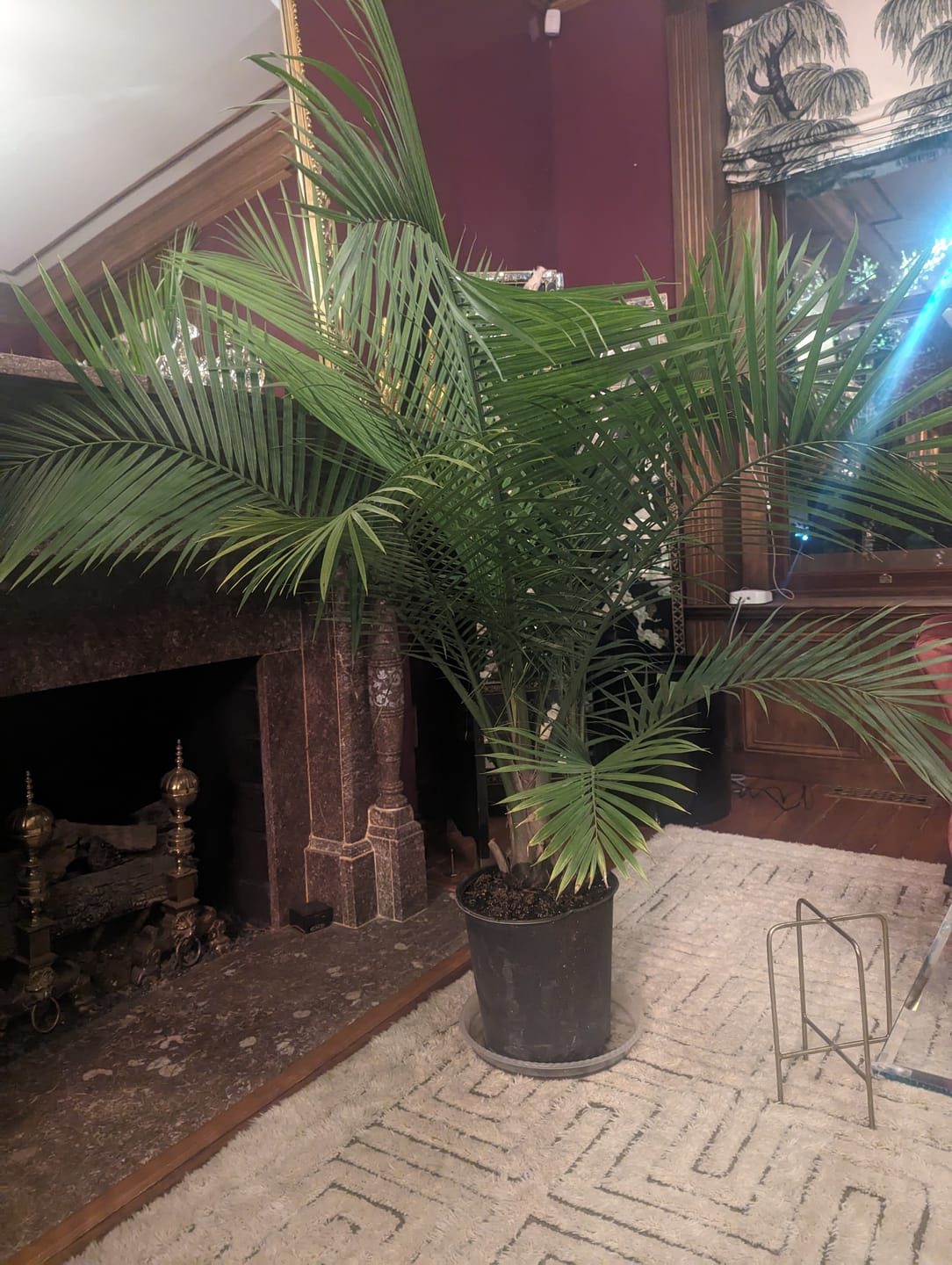 Customer photo review of Kentia Palm, Howea Forsteriana, Exotic and Rare