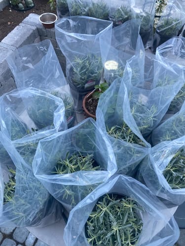 Customer photo review of Lavender Phenomenal 1 Gallon