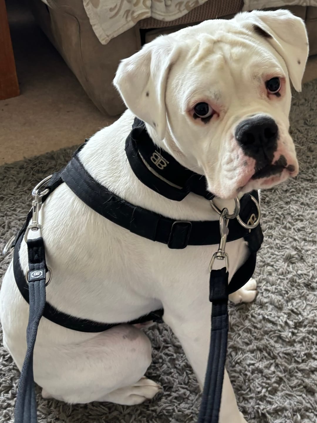 Customer photo review of Double Ended Training Lead | All Breeds - Durable & Soft 2m Lead - Black