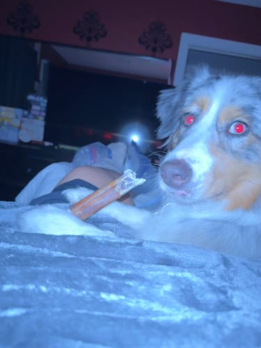 Customer photo review of 12" Monster Bully Sticks