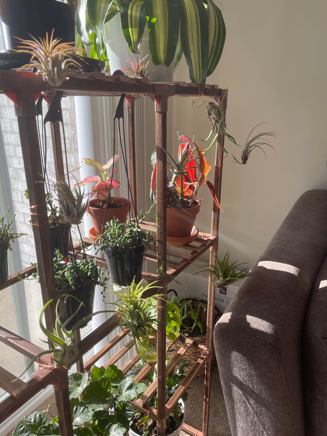 Customer photo review of B Quality Greenhouse Mix 10 Plant Pack