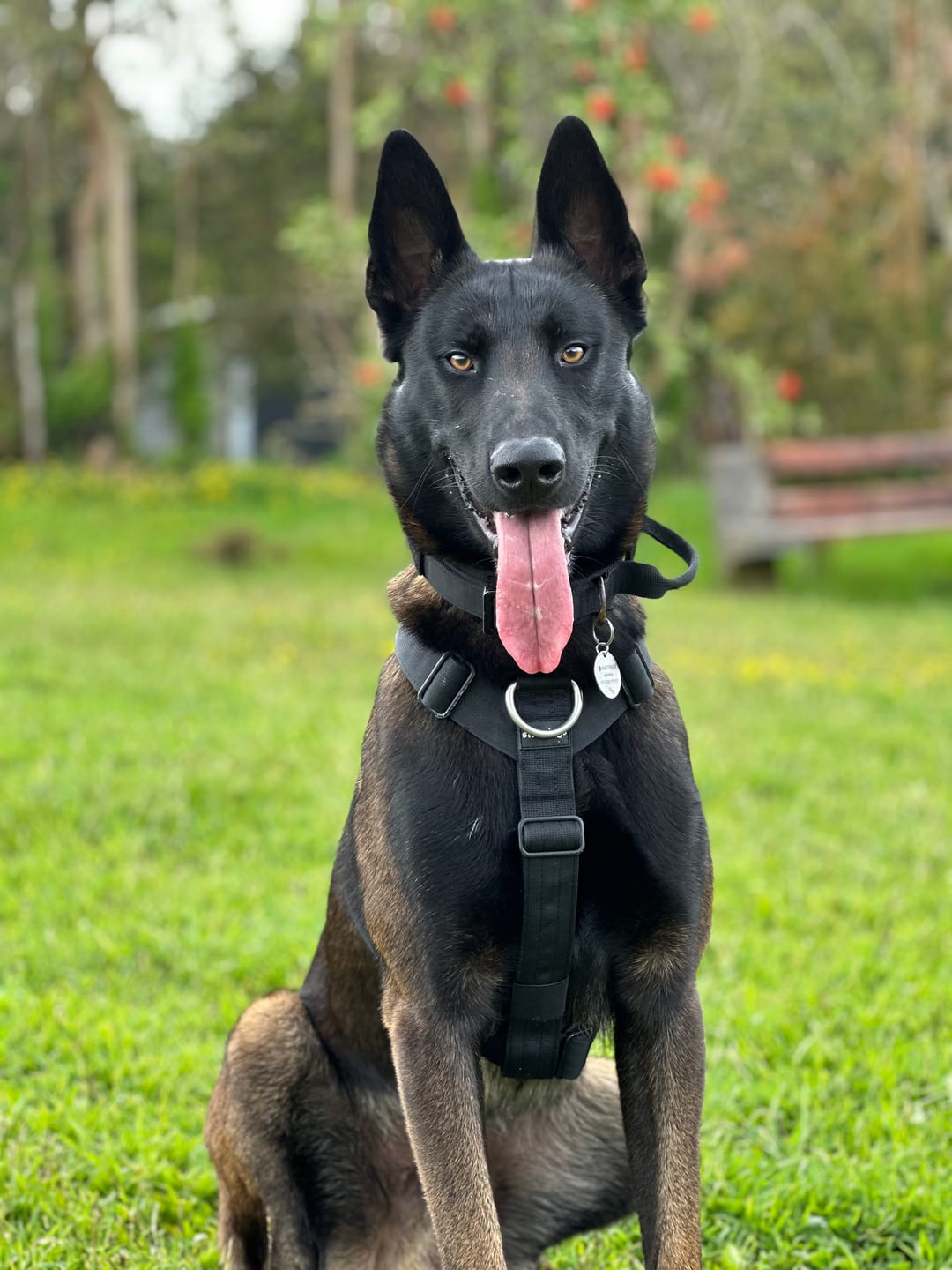 Customer photo review of Arnés Strap para Perros- Street Dogs - Black