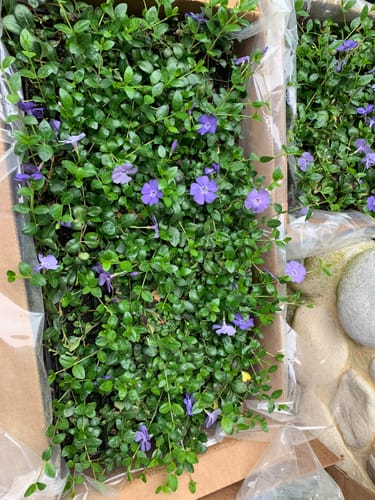 Customer photo review of Vinca Minor Bowles 50 count Flat