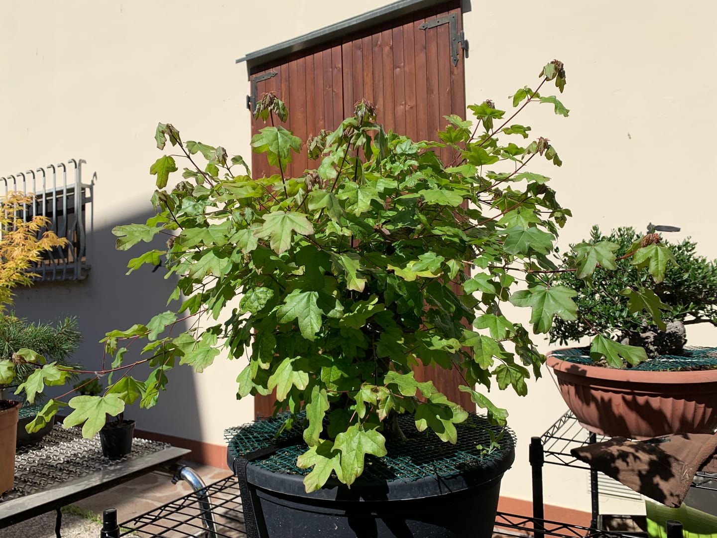 Customer photo review of CURA TOTALE PACK