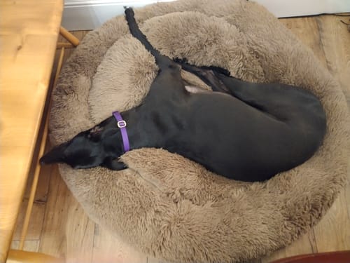 Customer photo review of Calming Donut Bed - Light Brown